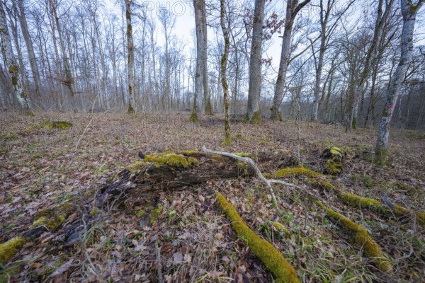 Wooded landscape with deciduous trees and moss-covered branches in a calm autumn atmosphere, fire brigade exercise on the Hermann Hesse Railway, Ostelsheim, Calw district, Germany