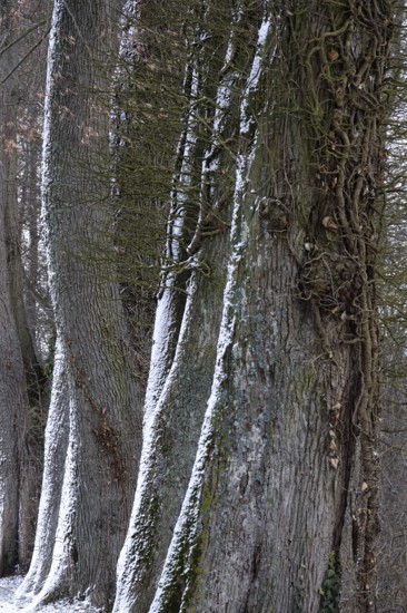 Alley in winter with snow and trees, Germany