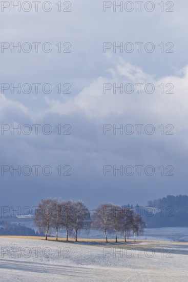 European white birch trees (Betula pendula) throw a long shadow on a frost-covered meadow on a very cold winter morning. A thunderstorm builds up in the background. Muehlviertel, Austria
