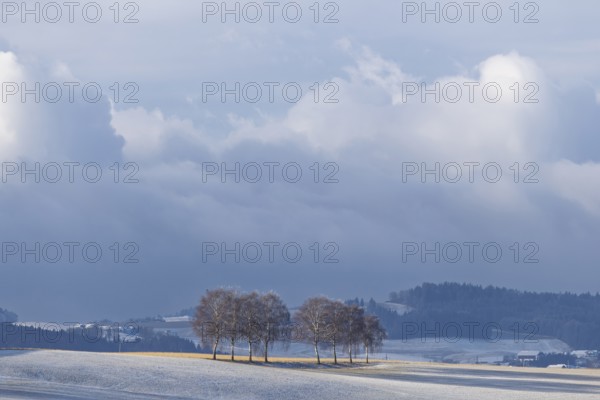 European white birch trees (Betula pendula) throw a long shadow on a frost-covered meadow on a very cold winter morning. A thunderstorm builds up in the background. Muehlviertel, Austria