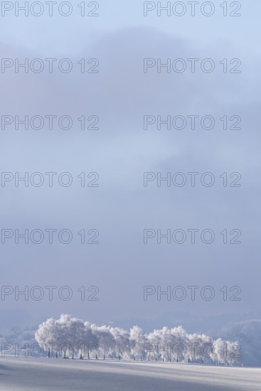 Frosted European white birch trees (Betula pendula) with a long shadow on a frost-covered meadow on a very cold winter morning. Muehlviertel, Austria