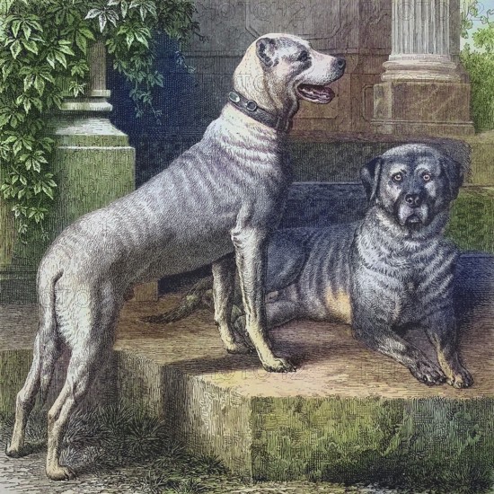 Historical illustration of the Great Dane, a large German domestic dog breed, Great Dane, you have cropped or cropped ears/Historical illustration of Great Dane, a large German breed of domestic dog, German mastiff, one has docked or cropoed ears, dogging, cropping, historical, digitally restored reproduction of an original original from the 19th century, exact original date not known, subsequently colored