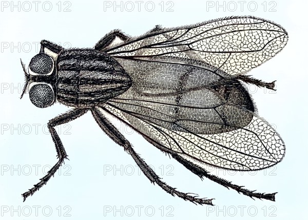 Historical illustration of a housefly, Musca domestica/Historical illustration of a housefly, Musca domestica, historical, digitally restored reproduction of an original model from the 19th century, exact original date not known, subsequently colored