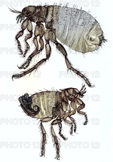 Historical illustration of a dog flea, Ctenocephalides canis, above a male insect, below a female/Historical illustration of a dog flea, top is a male insect, bottom a female, historical, digitally restored reproduction of an original original from the 19th century, exact original date not known, subsequently colored