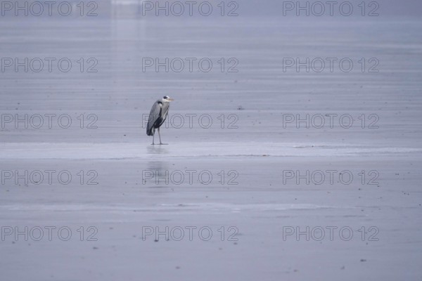 Grey heron on a frozen lake, winter, Saxony, Germany