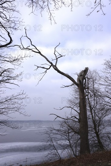 View of a frozen lake, trees in the foreground, winter, Germany