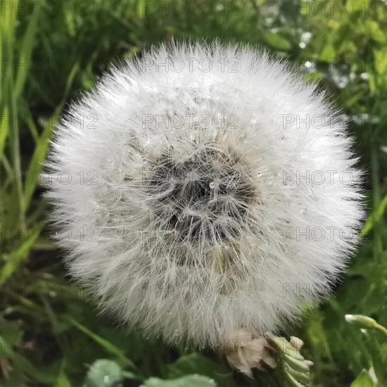Close-up of ripe dandelion seeds (taraxacum officinale) in a meadow under a cloudy sky, Franconian Forest nature park Park