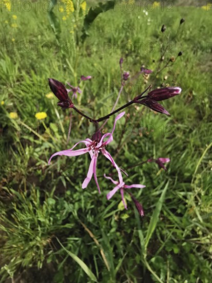 Close-up of a pink wildflower cuckoo flower (lychnis floscuculi) on a green meadow, Franconian Forest nature park Park