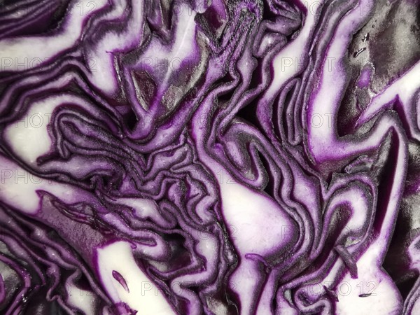Vibrant pattern of bluegrass layers (Brassica oleracea) in purple and white