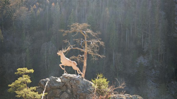 New stag in the Höllental valley, stag sculpture on a rock with pine (pinus), surrounded by forest landscape, Hirschsprung, Franconian Forest nature park Park