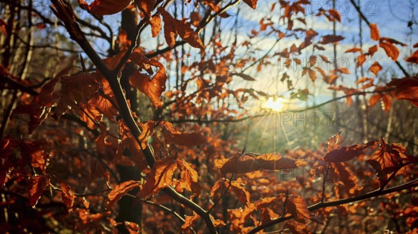 Glowing sun-drenched autumn leaves on branches with sun in the background, Franconian Forest nature park Park