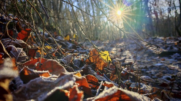 Snowy autumn leaves on forest floor, illuminated by sunshine, Franconian Forest nature park Park