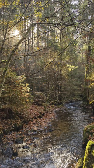 A small stream flows through an autumnal forest, surrounded by leaves and trees, Franconian Forest nature park Park