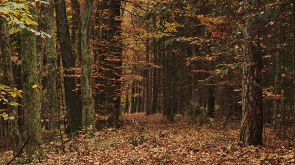Autumn forest trail with orange leaves and tall trees, Franconian Forest nature park Park
