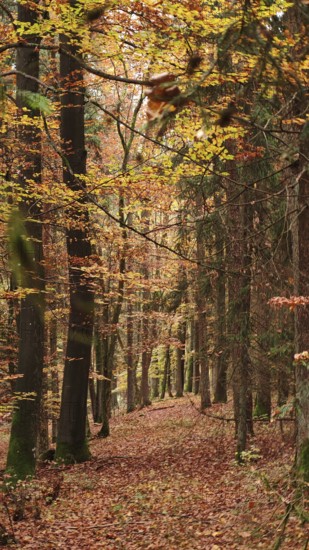 A forest trail with autumn leaves and tall trees in a quiet atmosphere, Franconian Forest nature park Park