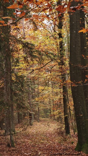A quiet autumn forest with orange leaves on the trees and on the ground, Franconian Forest nature park Park