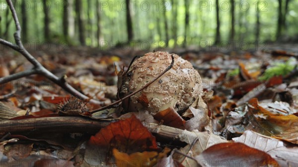 Mushroom (amanita muscaria) on the forest floor, surrounded by autumn leaves and trees, Franconian Forest nature park Park