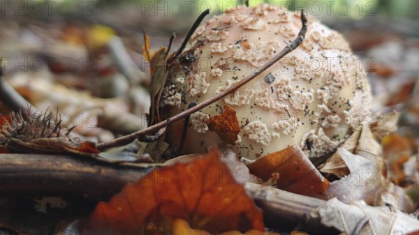 Close-up of a mushroom (amanita muscaria) surrounded by autumn leaves on the forest floor, Franconian Forest nature park Park