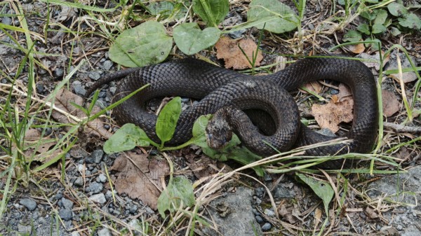 Close-up of black snake, smooth snake (coronella austriaca) lying curled up on a forest floor with grass and leaves, Franconian Forest nature park Park