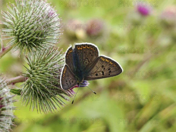 Butterfly Sooty Copper (lycaena tityrus) sitting on a prickly thistle, its dark wings spread out, Thuringian Forest nature park Park