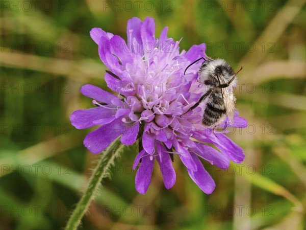 Macro photograph of a colourful bumblebee (bombus sylvarum) on a purple flower in a meadow, Thuringian Forest nature park Park