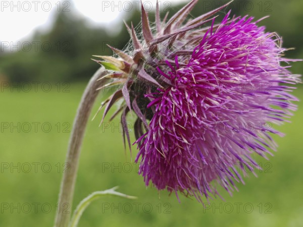 Close-up of a purple thistle flower (carduus) against a blurred green background, Franconian Forest nature park Park