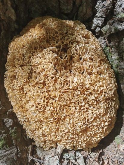 Giant Wood Cauliflower fungus (sparassis crispa) growing on the bark of a tree, Franconian Forest nature park Park