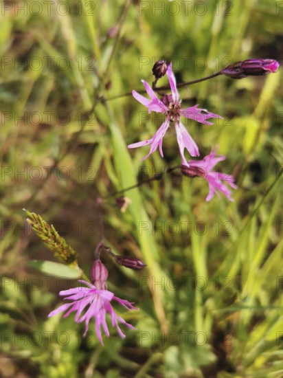 Delicate pink flowers of a cuckoo flower (lychnis floscuculi) in a meadow, surrounded by green vegetation, Franconian Forest nature park Park