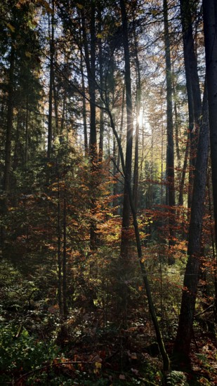 Sunbeams break through the autumnal trees of a quiet forest, Franconian Forest nature park Park