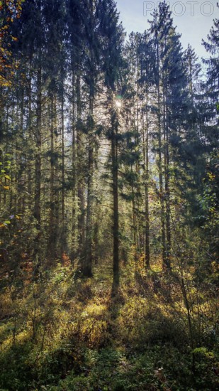 A dense forest with sunbeams shining through the trees and casting shadows, Franconian Forest nature park Park