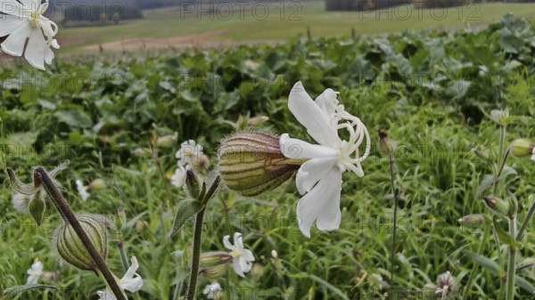 White Campion (silene latifolia) in a meadow in front of a green landscape, Franconian Forest nature park Park