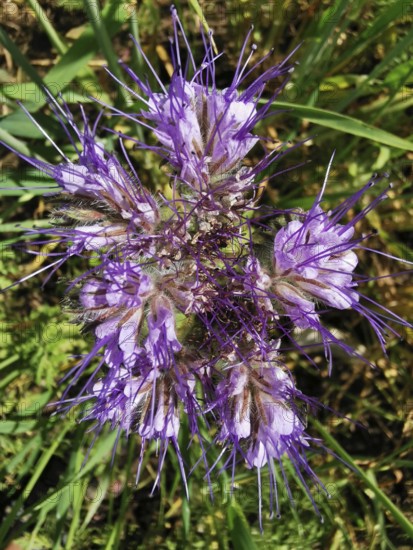 Purple flowering tansy pahacelia (phacelia tanacetifolia) with fine details in a meadow, Franconian Forest nature park Park