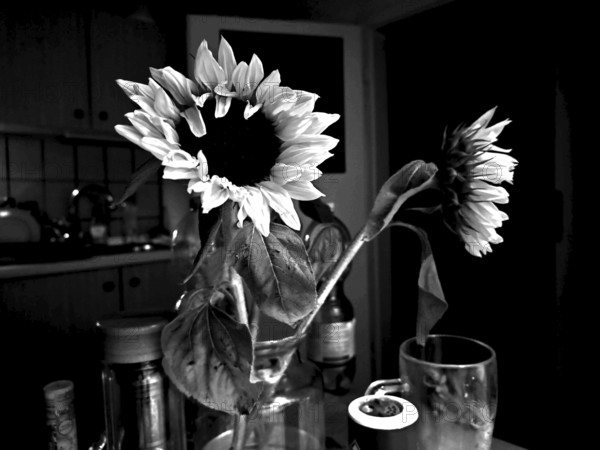 Sunflower (helianthus annuus) in a monochrome kitchen scene, strong light and shadow