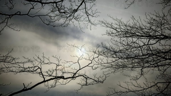 Gloomy branches rise up into the cloudy sky through which the sun shines softly, Thuringian Forest nature park Park