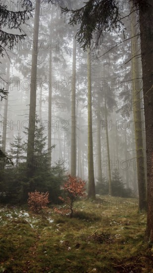 Fog envelops tall trees in an autumnal forest, Franconian Forest nature park Park
