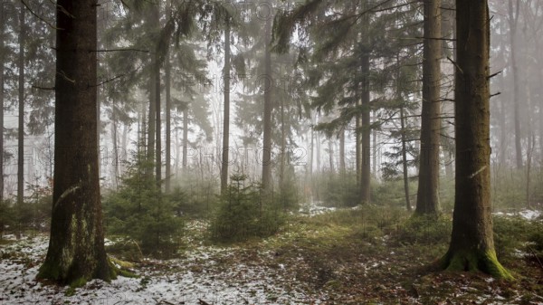 Dense forest with tall conifers and a foggy atmosphere creates a mystical atmosphere, Rennsteig, Frankenwald nature park Park
