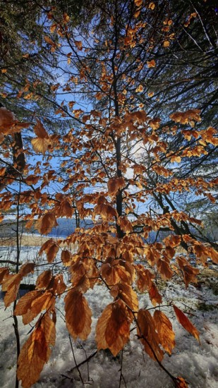 Golden autumn leaves against a background of a blue sky, illuminated by sunlight, Frankenwald nature park Park