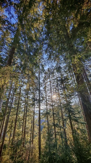 Looking up through tall conifers forming a forest vault, illuminated by the sun, Frankenwald nature park Park