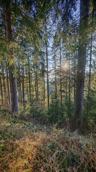 Sunlight penetrates through tall trees in a wooded area that is lush with ground vegetation, Franconian Forest nature park Park