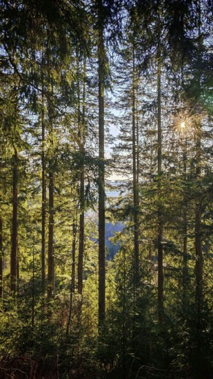 Sunlight flows through a dense forest of tall conifers in vivid green, Frankenwald nature park Park