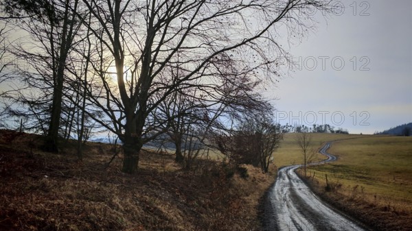 Winding trail through a wintry landscape with bare trees and the sun shining through clouds, Thuringian Forest nature park Park