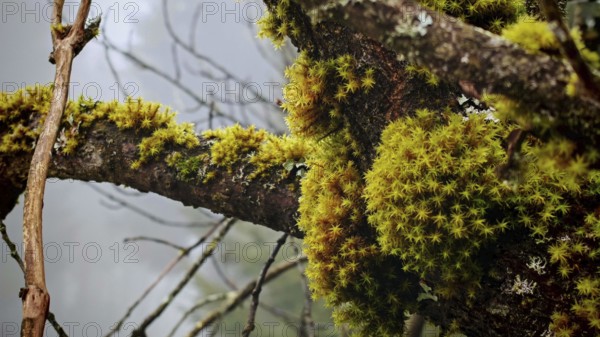 Close-up of moss-covered (musco) branches with detailed texture, Franconian Forest nature park Park
