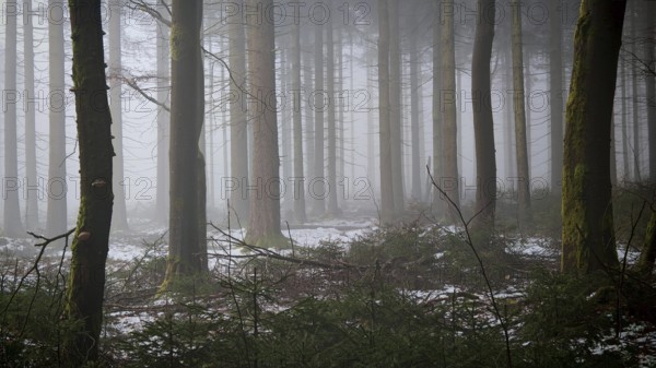 A quiet forest in fog that slightly covers the ground with snow, Frankenwald nature park Park