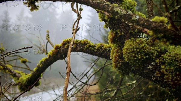 Moss-covered (musco) branches in close-up, in a misty, mystical forest, Franconian Forest nature park Park