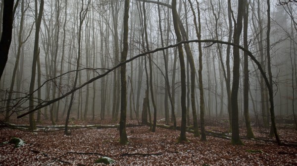 Bare trees and fog create a mysterious forest atmosphere, Franconian Forest nature park Park