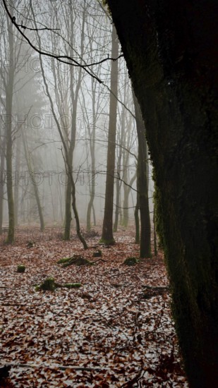 Fog-covered forest with autumn leaves and tree-framed views, Franconian Forest nature park Park