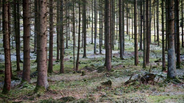 Green forest with rays of light shining through the spruce trees (picea), Franconian Forest nature park Park
