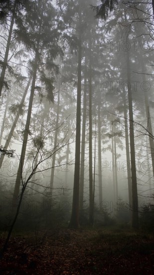 Tall trees in thick fog create a mysterious atmosphere, Frankenwald nature park Park