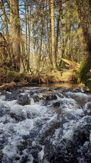 A flowing stream in a dense stretch of forest, Franconian Forest nature park Park