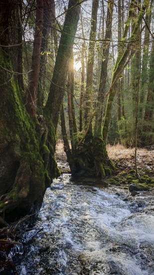A small stream flows surrounded by moss-covered (musco) trees, sunbeams shine through the trees, Franconian Forest nature park Park